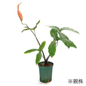 (ビオトープ)水生植物 キルトスペルマ マクラ...の詳細画像3