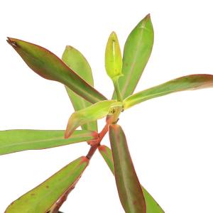 (ビオトープ)水生植物 プロイアリウム アルテ...の詳細画像1
