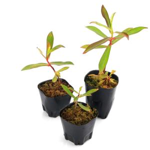 (ビオトープ)水生植物 プロイアリウム アルテ...の詳細画像2
