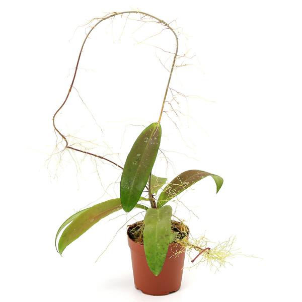 （テラリウム）一点物　ホヤ　カイコエアナ　Ｂａｎｄｕｎｇ　Ｗｅｓｔ　Ｊａｖａ（４３５７０７）（１ポッ...