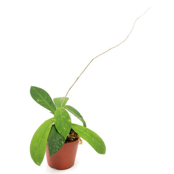 （テラリウム）一点物　ホヤ　ポリプス　Ｂａｎｄｕｎｇ　Ｗｅｓｔ　Ｊａｖａ（４３５７０８）（１ポット）...