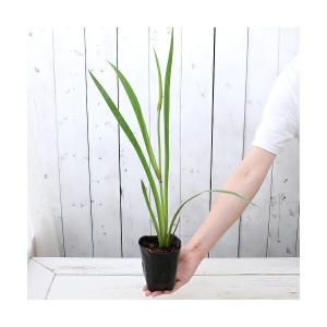 （ビオトープ）水生植物　カキツバタ　波の音（ナミノオト）白地紫砂子斑三英花（１ポット）