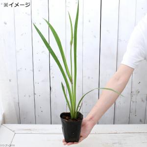 (ビオトープ)水生植物 カキツバタ 波の音(ナ...の詳細画像1