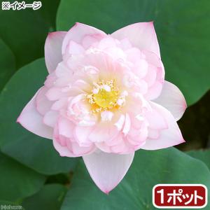 （ビオトープ）蓮　ハス（桃）　粉松球（フンショウキュウ）（無農薬）（１ポット）