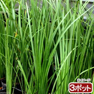（ビオトープ）水生植物　セキショウ（アコルス）（３ポット）　常緑性湿性植物
