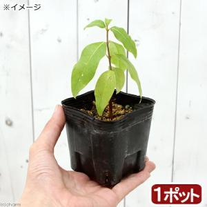 (山野草)盆栽 素心ロウバイ(蝋梅)2.5〜3号...の商品画像