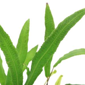（山野草）シダ（羊歯）ヘラシダ（箆羊歯）３号（１ポット）常緑性多年草
