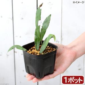 (山野草)シダ(羊歯)ヘラシダ(箆羊歯)3号(...の詳細画像2
