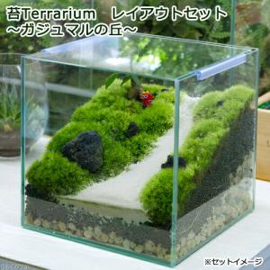 （観葉植物）苔テラリウム　レイアウトセット　〜ガジュマルの丘〜　説明書付　コケテラリウム　苔テラ　コケテラ　苔　インテリア