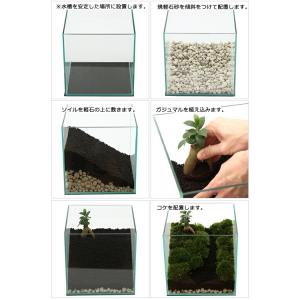 (観葉植物)苔テラリウム レイアウトセット 〜...の詳細画像2