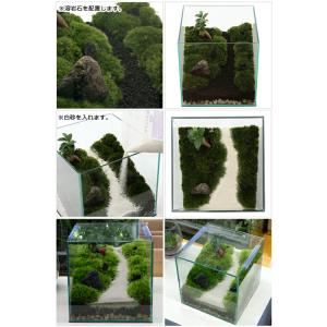 (観葉植物)苔テラリウム レイアウトセット 〜...の詳細画像3