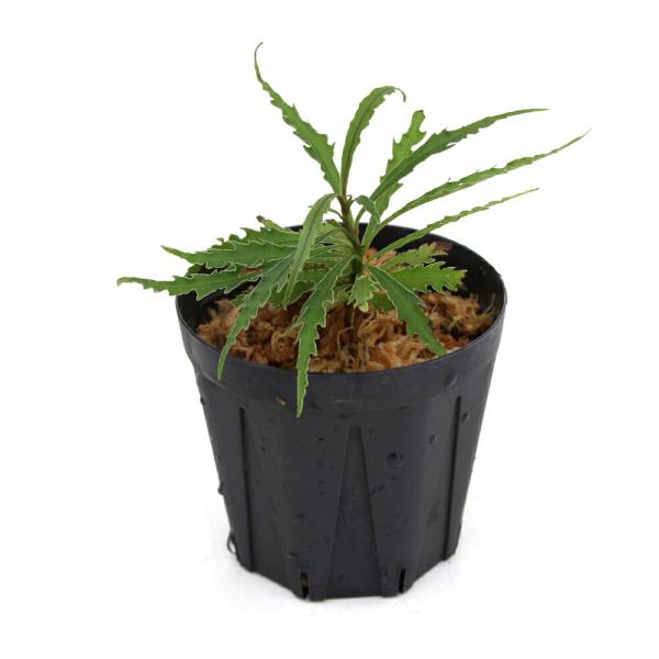 （テラリウム）アルディシアｓｐ．グリーンシャープリーフ（１ポット）　北海道・九州航空便要保温