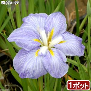 （ビオトープ）水生植物　花菖蒲　青根（アオネ）肥後系薄青紫花（１ポット）