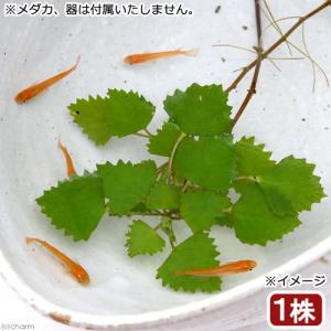 （ビオトープ）水生植物　ヒメビシ（１株）　浮葉植物