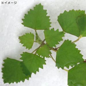 (ビオトープ)水生植物 ヒメビシ(1株) 浮葉植物の詳細画像1