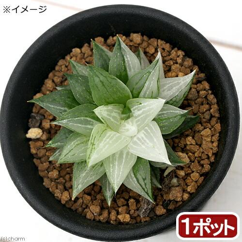 （多肉植物）ハオルチア　氷砂糖　２．５〜３号（１鉢）