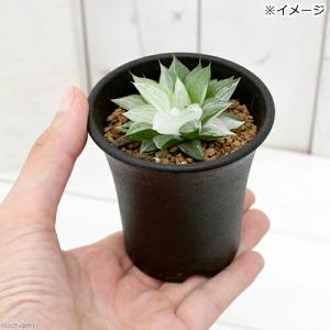 (多肉植物)ハオルチア 氷砂糖 2.5〜3号(1鉢)の詳細画像1
