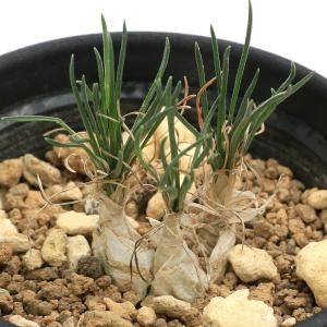 (多肉植物)オーニソガラム sp. 2.5号(1鉢)の商品画像