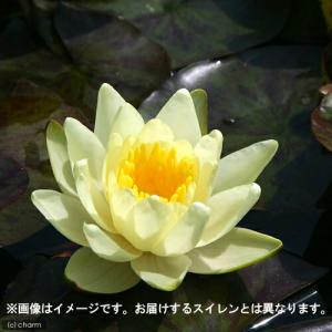 (ビオトープ)(めだか)本格派ビオトープセット...の詳細画像3