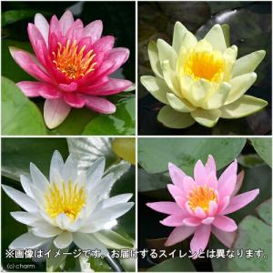 (ビオトープ)(めだか)本格派ビオトープセット...の詳細画像3