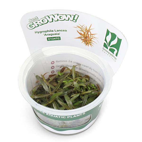 （水草）組織培養ＧＲＯＷＯＷ！　ハイグロフィラｓｐ．アラグアイ（無農薬）（１カップ）　C124 TC