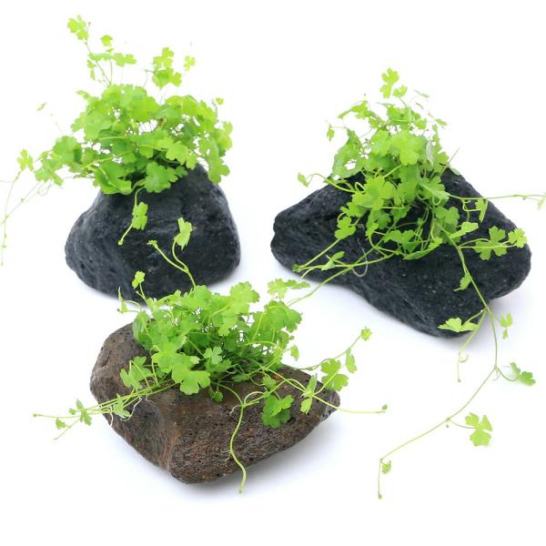 （水草）オーストラリアン　ノチドメ　穴あき溶岩石付（水上葉）（無農薬）（１個）