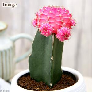 (多肉植物)サボテン ヒボタン(緋牡丹) ピン...の詳細画像1