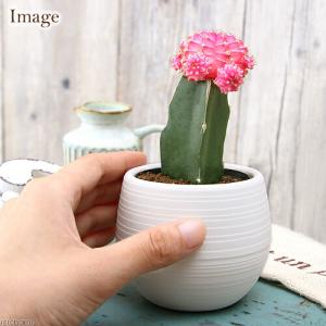 (多肉植物)サボテン ヒボタン(緋牡丹) ピン...の詳細画像2
