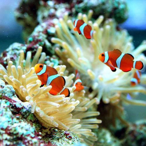 （海水魚）カクレクマノミ（国産ブリード）（１匹）熱帯魚