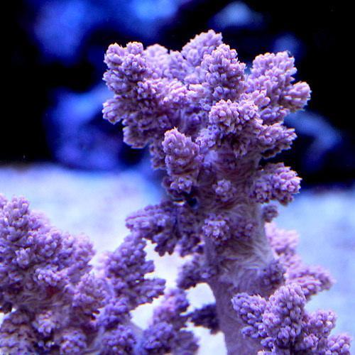 （サンゴ）沖縄産　スジチヂミトサカ　ライトパープル　Ｓサイズ（１個）　ｙ−79