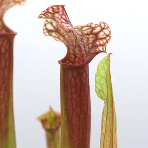 （食虫植物）サラセニア　ジュディスヒンドル　２．５〜３号（１ポット）