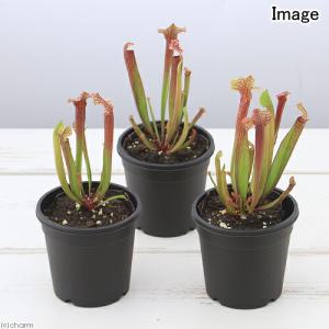 (食虫植物)サラセニア ジュディスヒンドル 2...の詳細画像1