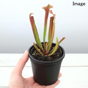 (食虫植物)サラセニア ジュディスヒンドル 2...の詳細画像2