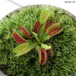 (食虫植物)苔盆栽 ハエトリソウ 穴有益子焼植...の詳細画像1