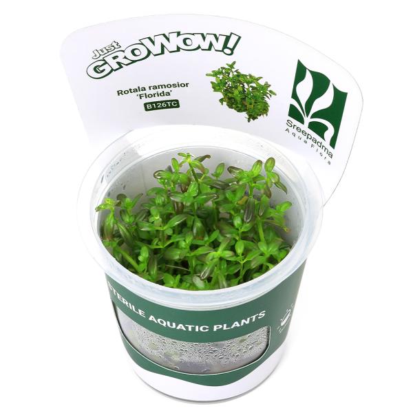 （水草）組織培養ＧＲＯＷＯＷ！　ロタラ　ラモシオール　フロリダサンセット（無農薬）（１カップ） B1...