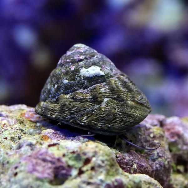 （海水魚）貝　シッタカ貝（バテイラ）　Ｓサイズ　コケの掃除（１匹）