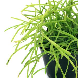 （観葉植物）リプサリス　カスッサ　３号（１ポット）