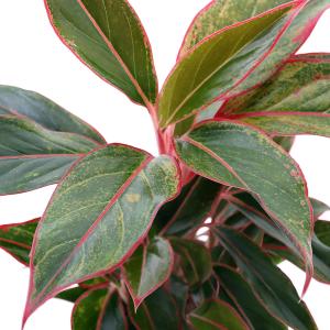 (観葉植物)アグラオネマ レッドゴールド 4号(1鉢)の商品画像
