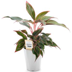 (観葉植物)アグラオネマ レッドゴールド 4号...の詳細画像1