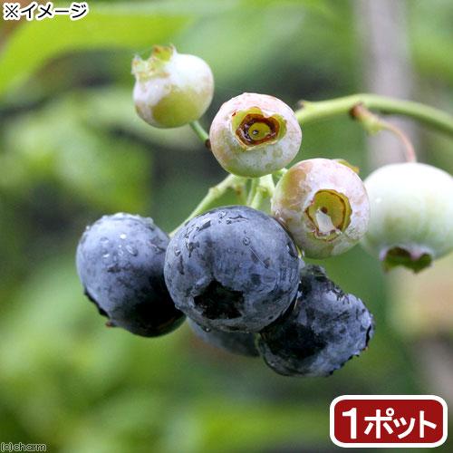 （観葉植物）果樹苗　ブルーベリー　あまつぶ星　ハイブッシュ系　５号（１ポット）　家庭菜園　果物　フル...