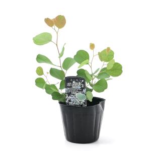 (観葉植物)ユーカリ ポポラス 3〜4号(1ポ...の詳細画像1