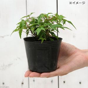 (山野草)盆栽 品種系モミジ 清姫(キヨヒメ)...の詳細画像2
