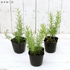(観葉植物)ハーブ苗 ローズマリー ゴールデン...の詳細画像1