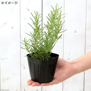 (観葉植物)ハーブ苗 ローズマリー ゴールデン...の詳細画像2