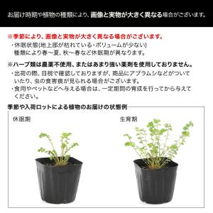 (観葉植物)ハーブ苗 ローズマリー ゴールデン...の詳細画像3