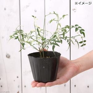 (観葉植物)斑入りハゴロモジャスミン ミルキー...の詳細画像1