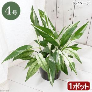 (観葉植物)スパティフィラム 斑入り 4号(1ポット)の商品画像