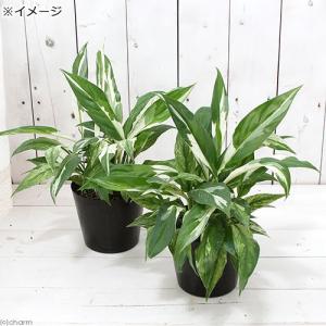 (観葉植物)スパティフィラム 斑入り 4号(1...の詳細画像1
