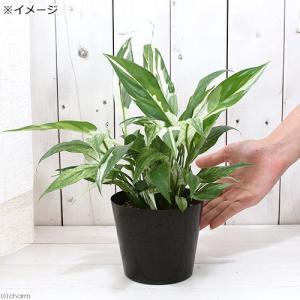 (観葉植物)スパティフィラム 斑入り 4号(1...の詳細画像2
