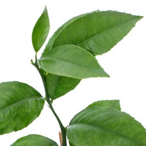 （観葉植物）果樹苗　レモン　マイヤーレモン　３〜３．５号（１ポット）　家庭菜園　果物　フルーツ｜charm 第2ヤフー店